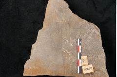Foto (Detailansicht) von Neuropteris auriculata Brongniart (NHMW-GEO-2024-0188-10669)